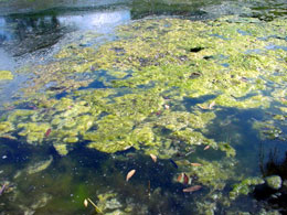 100713_BalticSea_algae.jpg