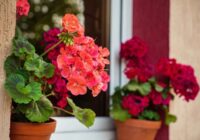 Labākā recepte dabīgai un efektīvai pelargoniju barošanai