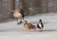 Metereologi paredz, ka novembris plašākā reģionā varētu būt viens no aukstākajiem pēdējos gados