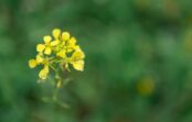 Kā sinepju pulveris var palīdzēt dārzniekam – padomi bioloģiskās lauksaimniecības piekritējiem