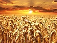 Рекорды зерновых поднимают латвийский экспорт