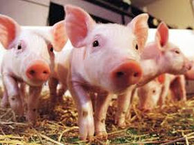 170615_pigs.jpg