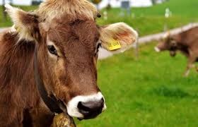 200423_cow.jpg